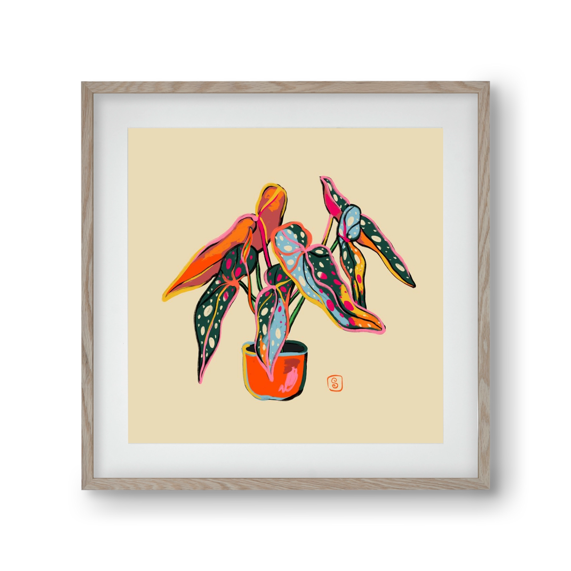 COLOURFUL BEGONIA PLANT, 30x30 cm (20x20 cm), Tölgy keret, paszpartuval