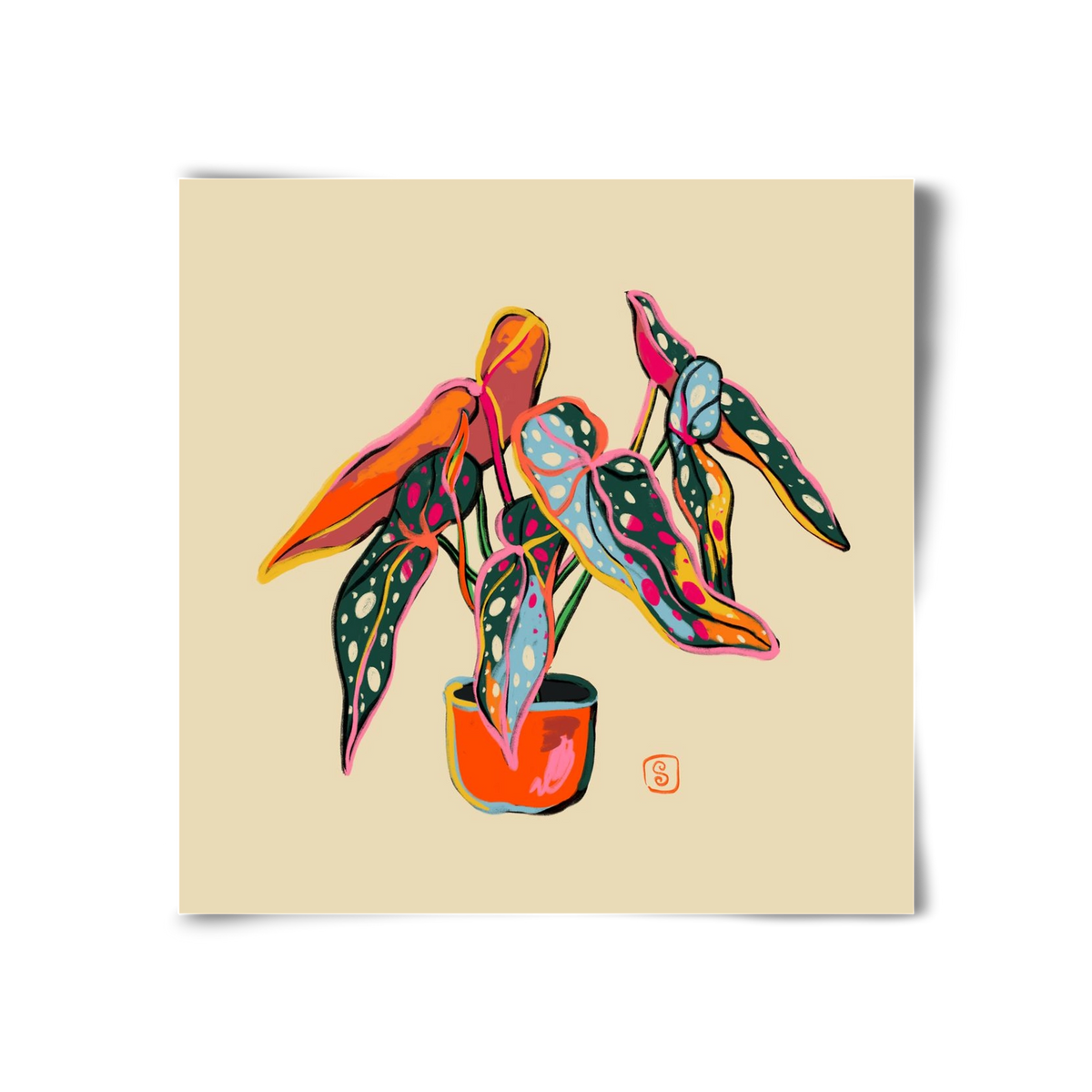 COLOURFUL BEGONIA PLANT, 30x30 cm, Keret nélkül