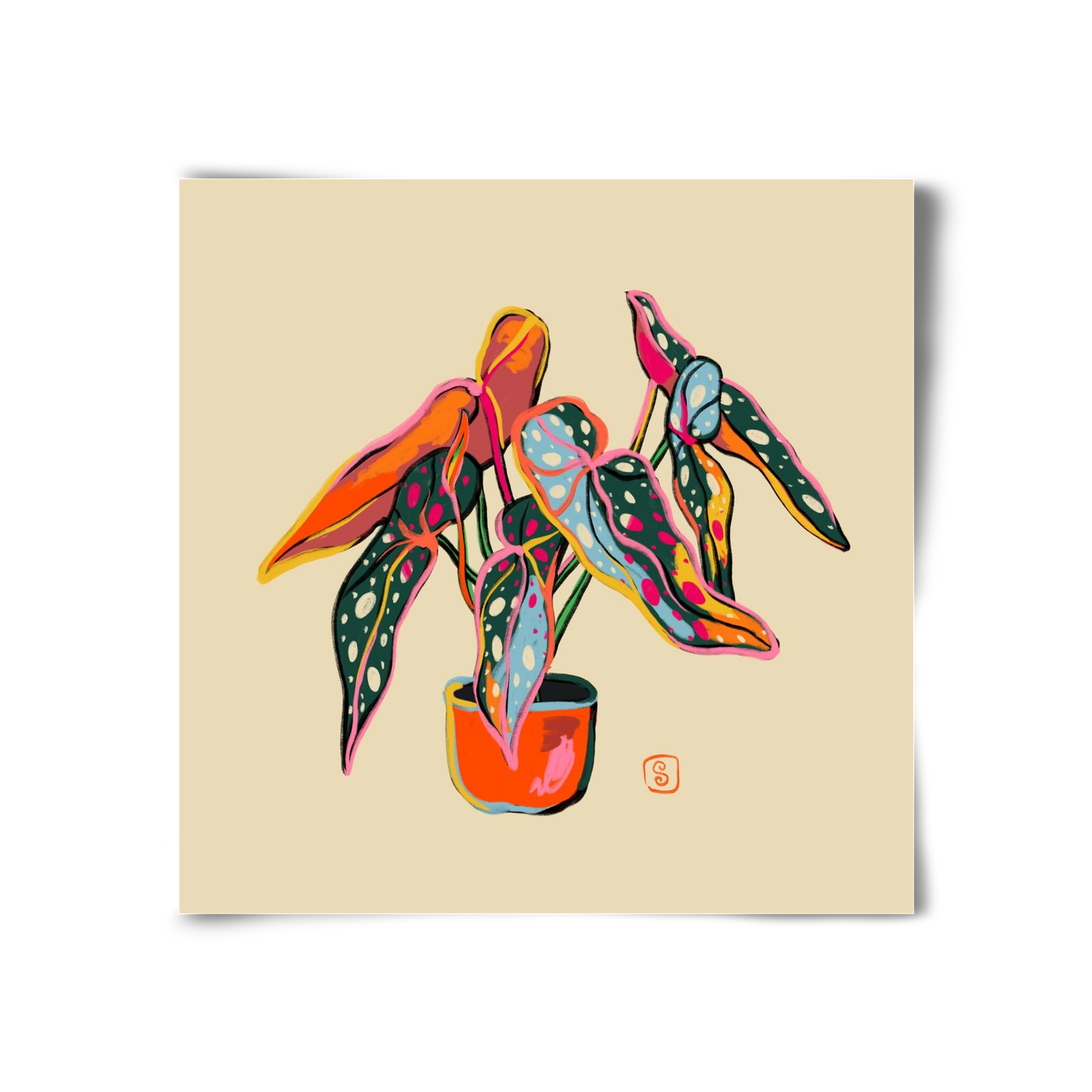 COLOURFUL BEGONIA PLANT, 30x30 cm, Keret nélkül