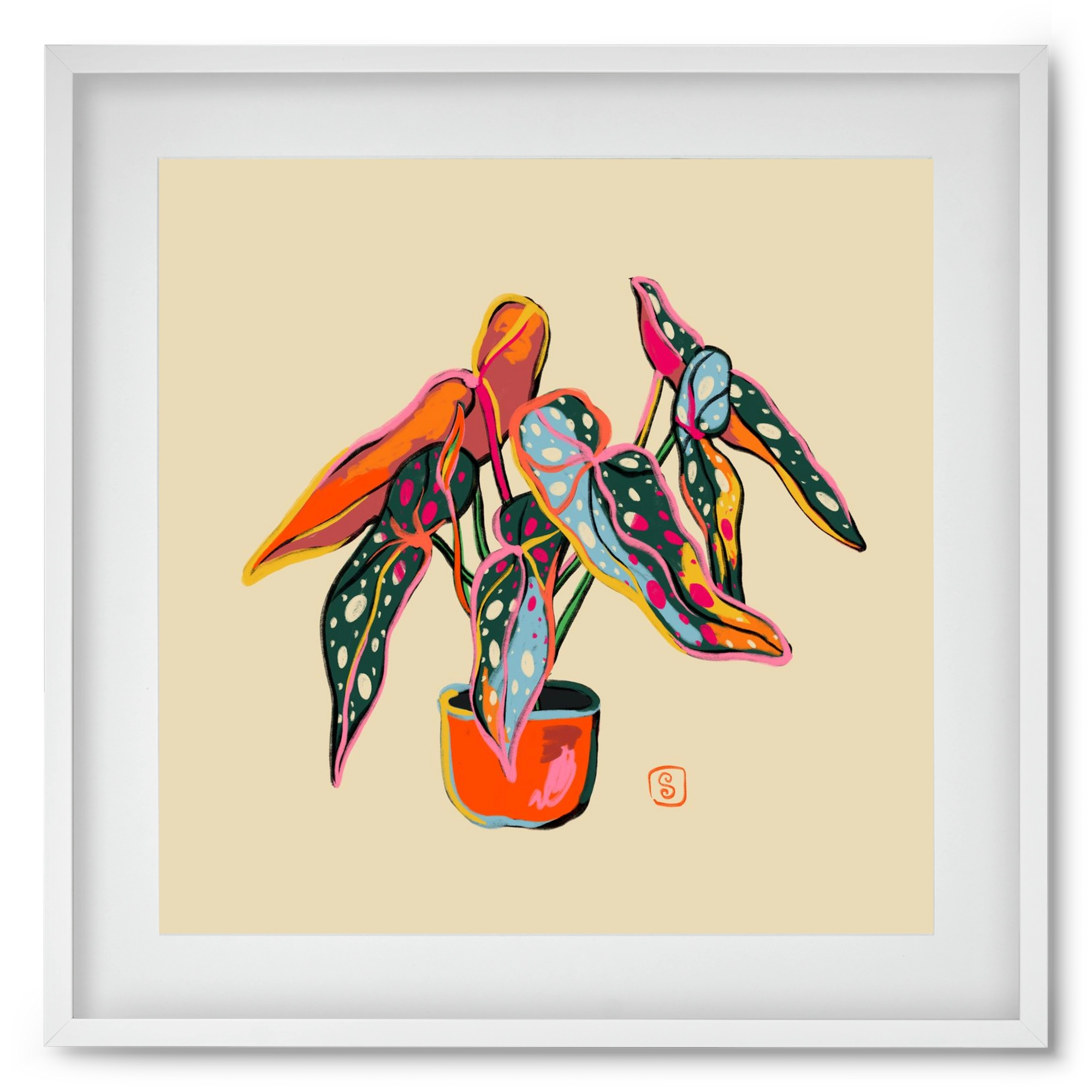 COLOURFUL BEGONIA PLANT, 50x50 cm (40x40 cm), Fehér keret, paszpartuval