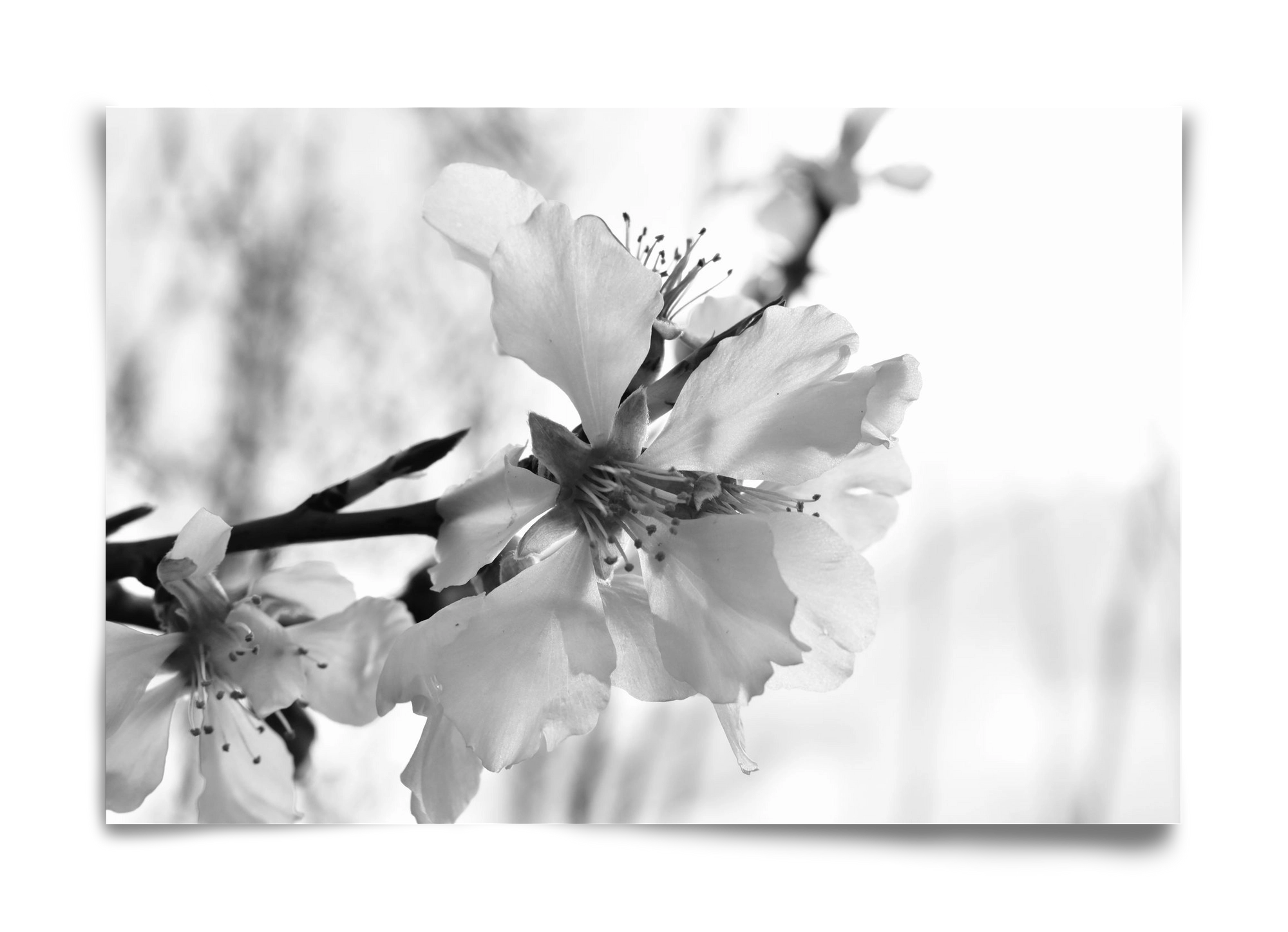 White-handed, 60x40 cm, Keret nélkül