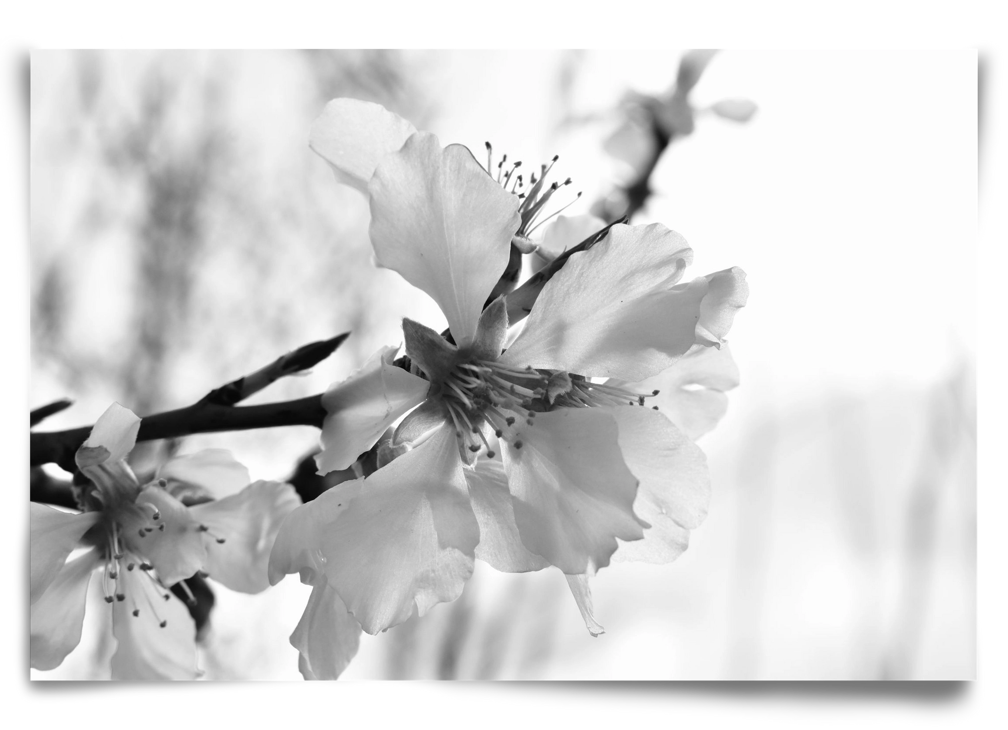 White-handed, 90x60 cm, Keret nélkül