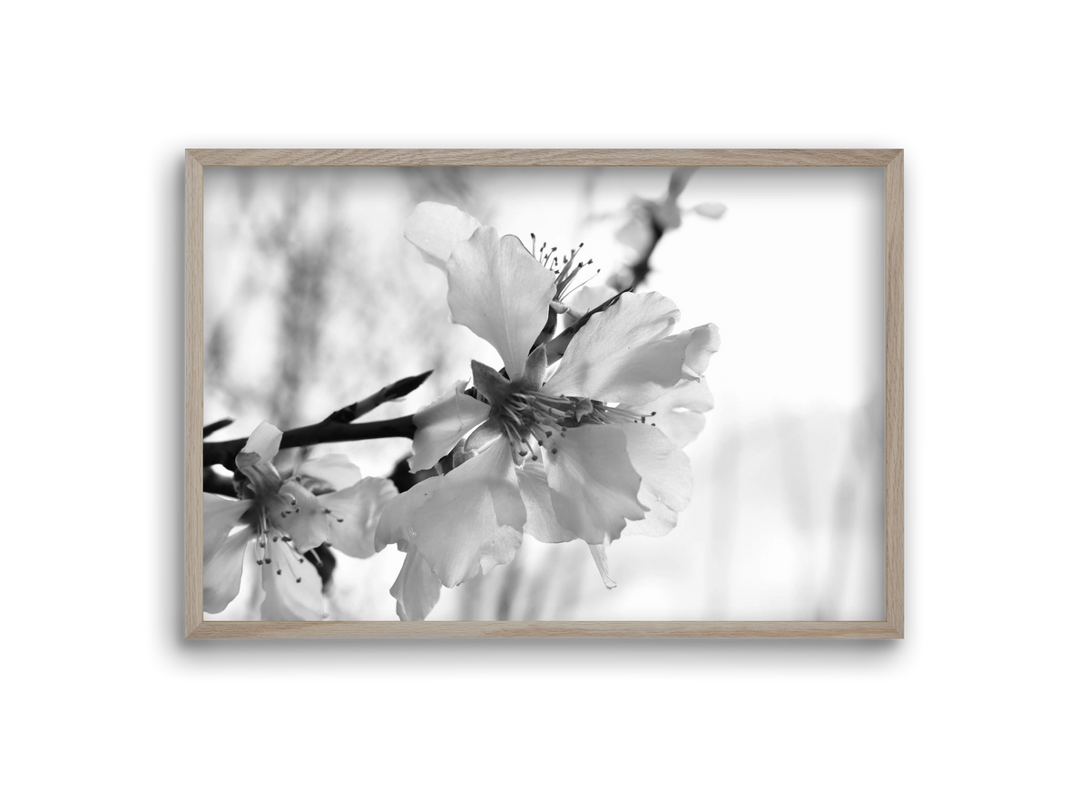 White-handed, 30x20 cm (30x20 cm), Tölgy keret
