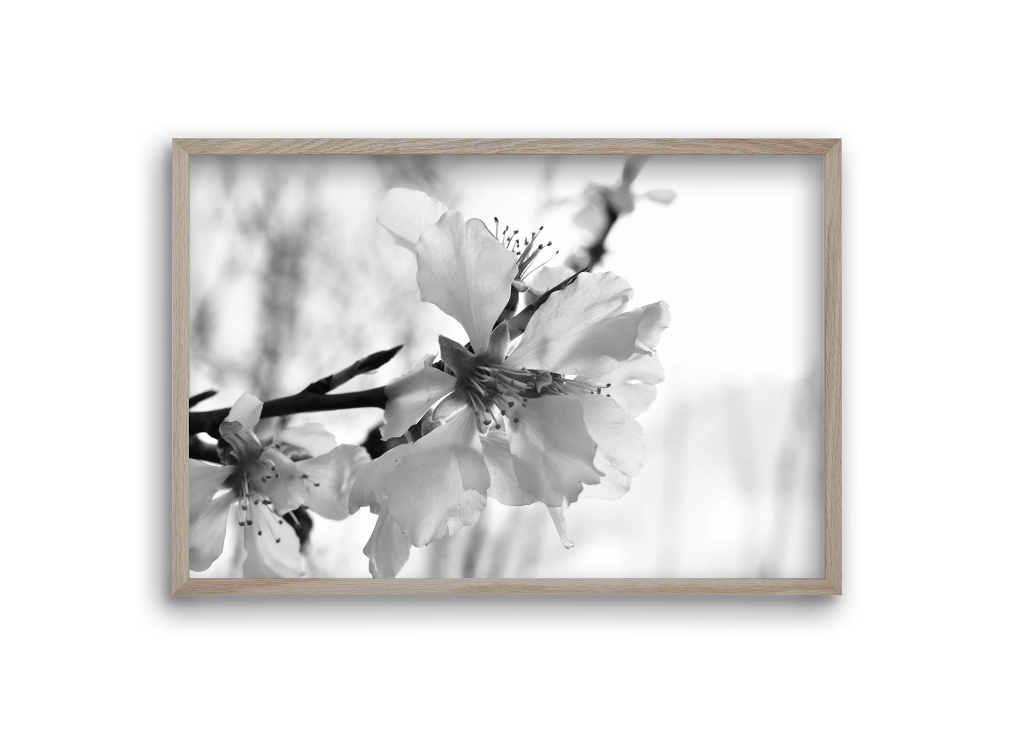 White-handed, 30x20 cm (30x20 cm), Tölgy keret