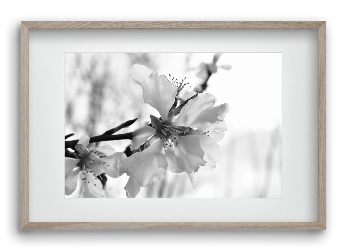 White-handed, 60x40 cm (45x30 cm), Tölgy keret, paszpartuval