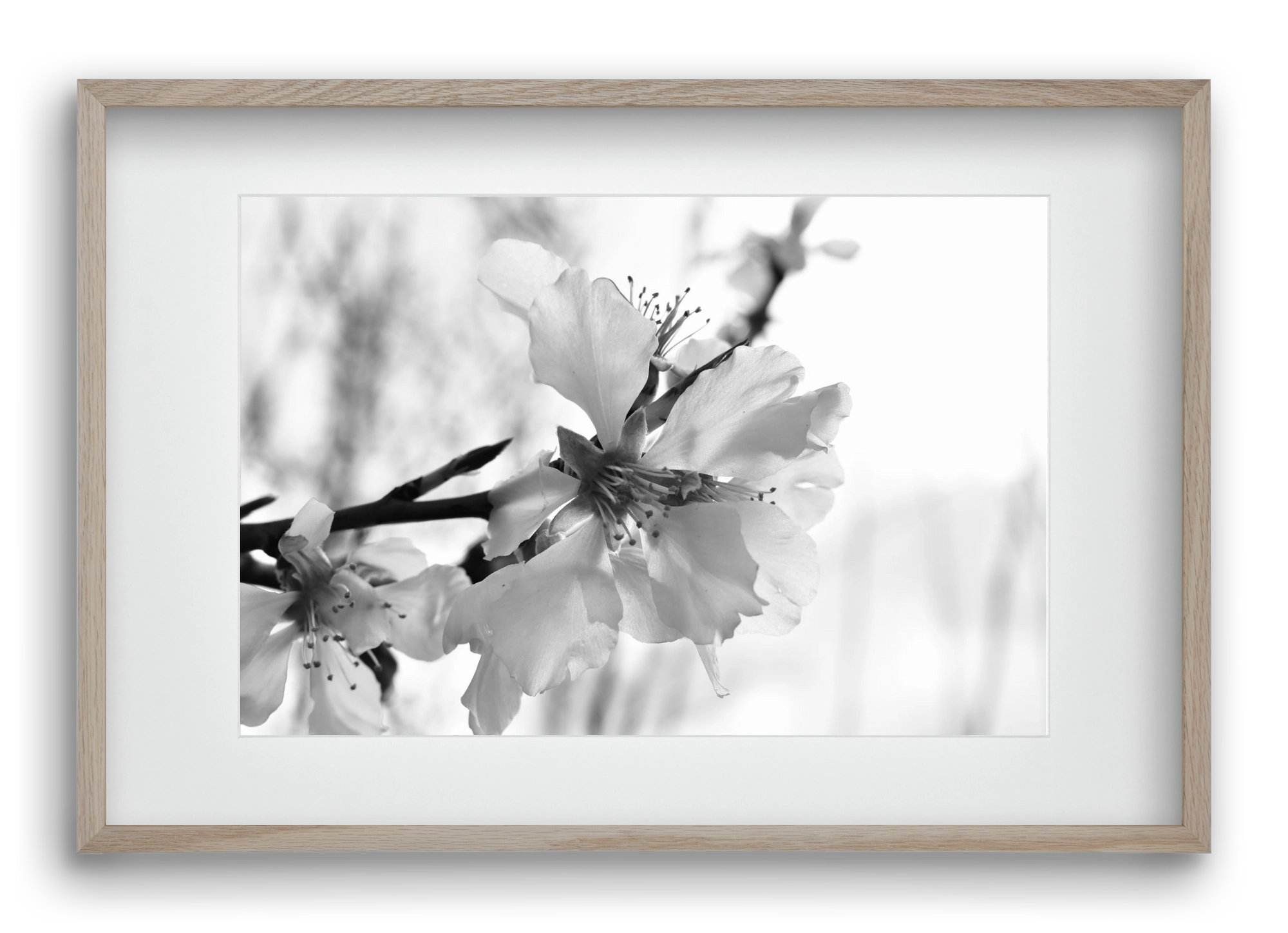 White-handed, 60x40 cm (45x30 cm), Tölgy keret, paszpartuval