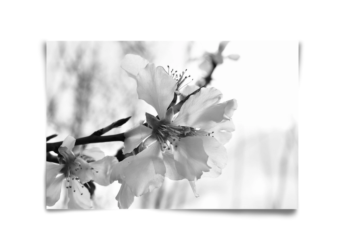 White-handed, 45x30 cm, Keret nélkül