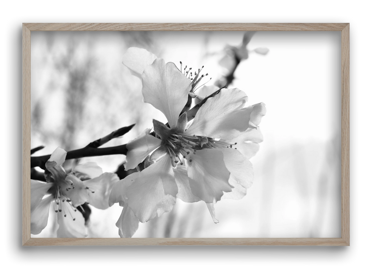 White-handed, 60x40 cm (60x40 cm), Tölgy keret