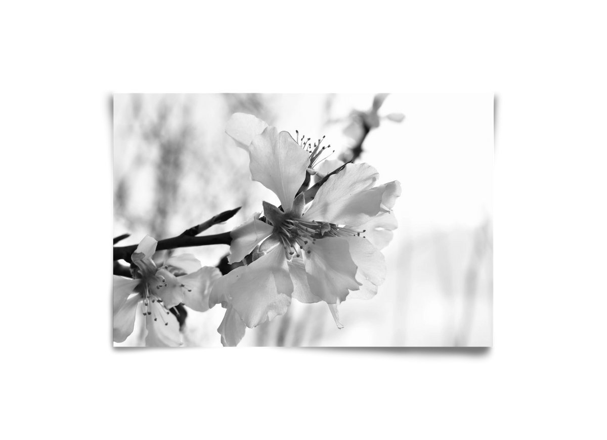 White-handed, 30x20 cm, Keret nélkül