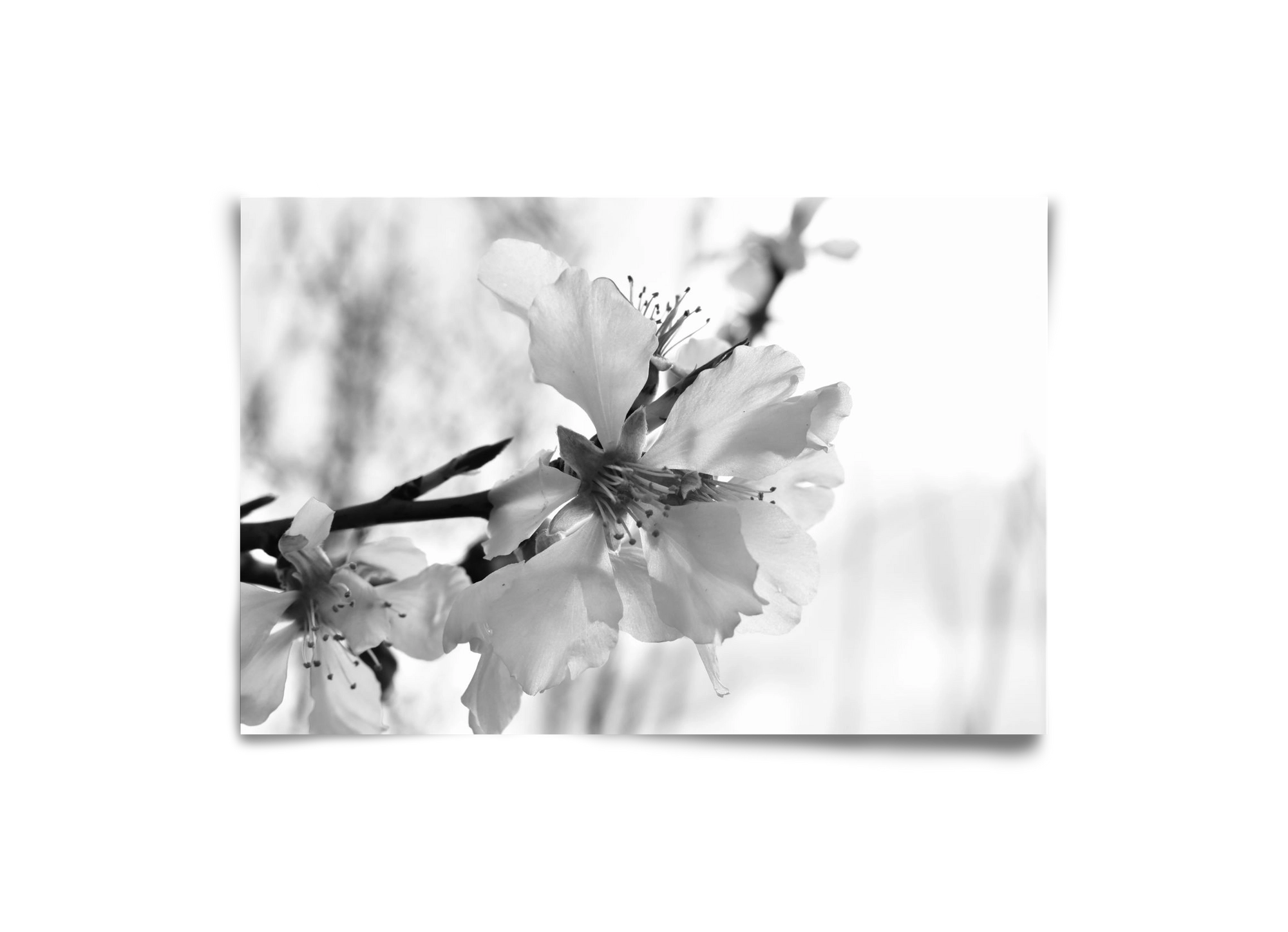 White-handed, 30x20 cm, Keret nélkül