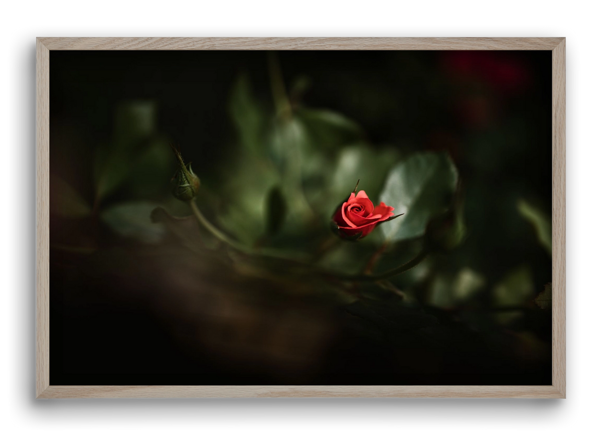 RISING, 60x40 cm (60x40 cm), Tölgy keret