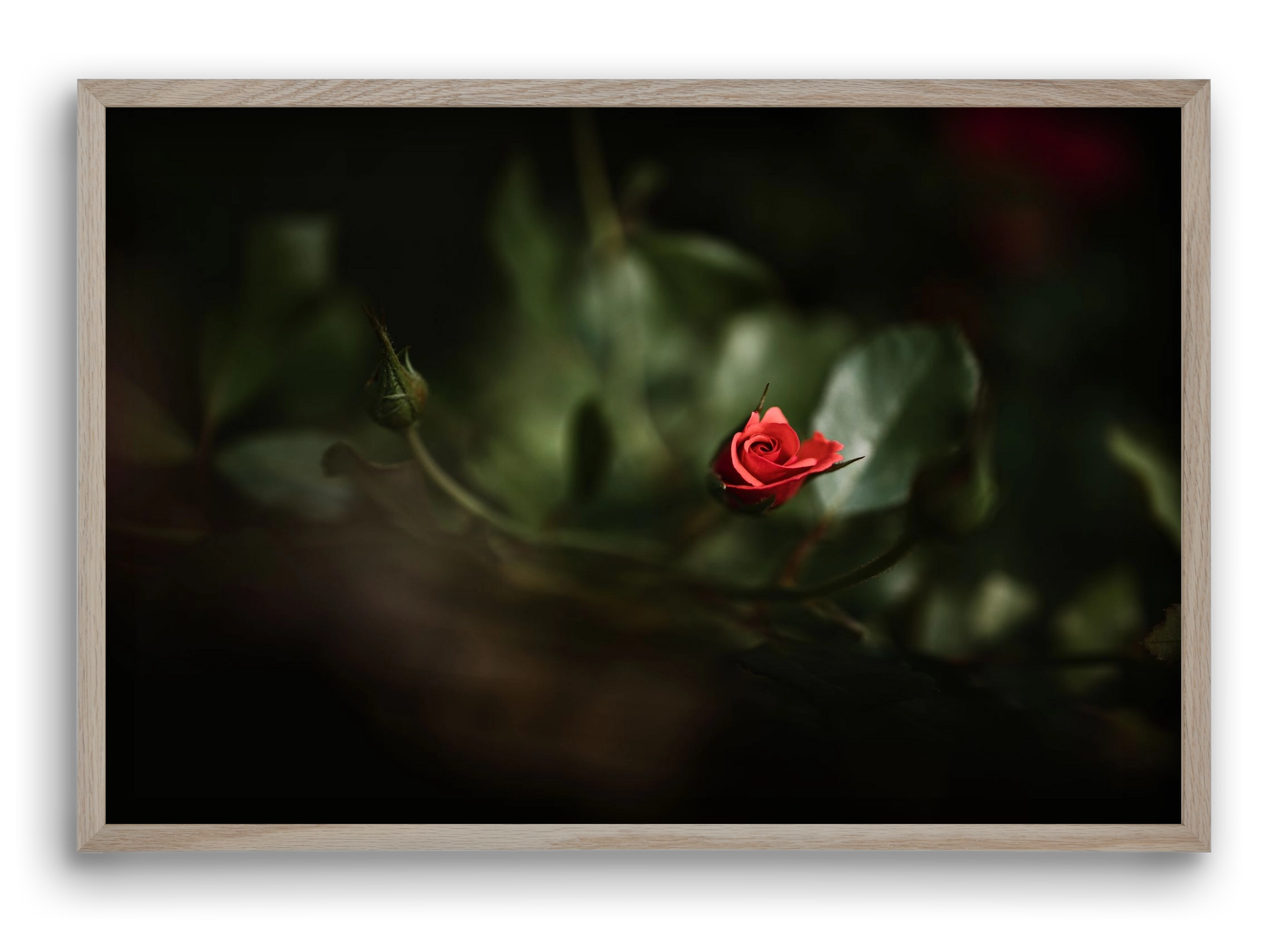 RISING, 60x40 cm (60x40 cm), Tölgy keret