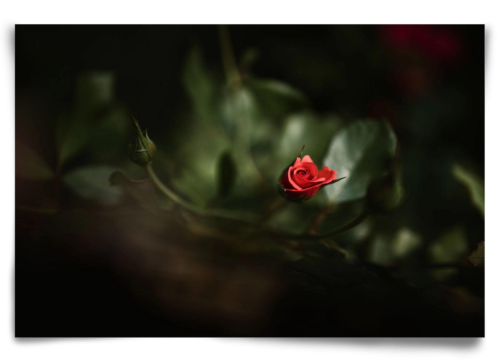 RISING, 90x60 cm, Keret nélkül