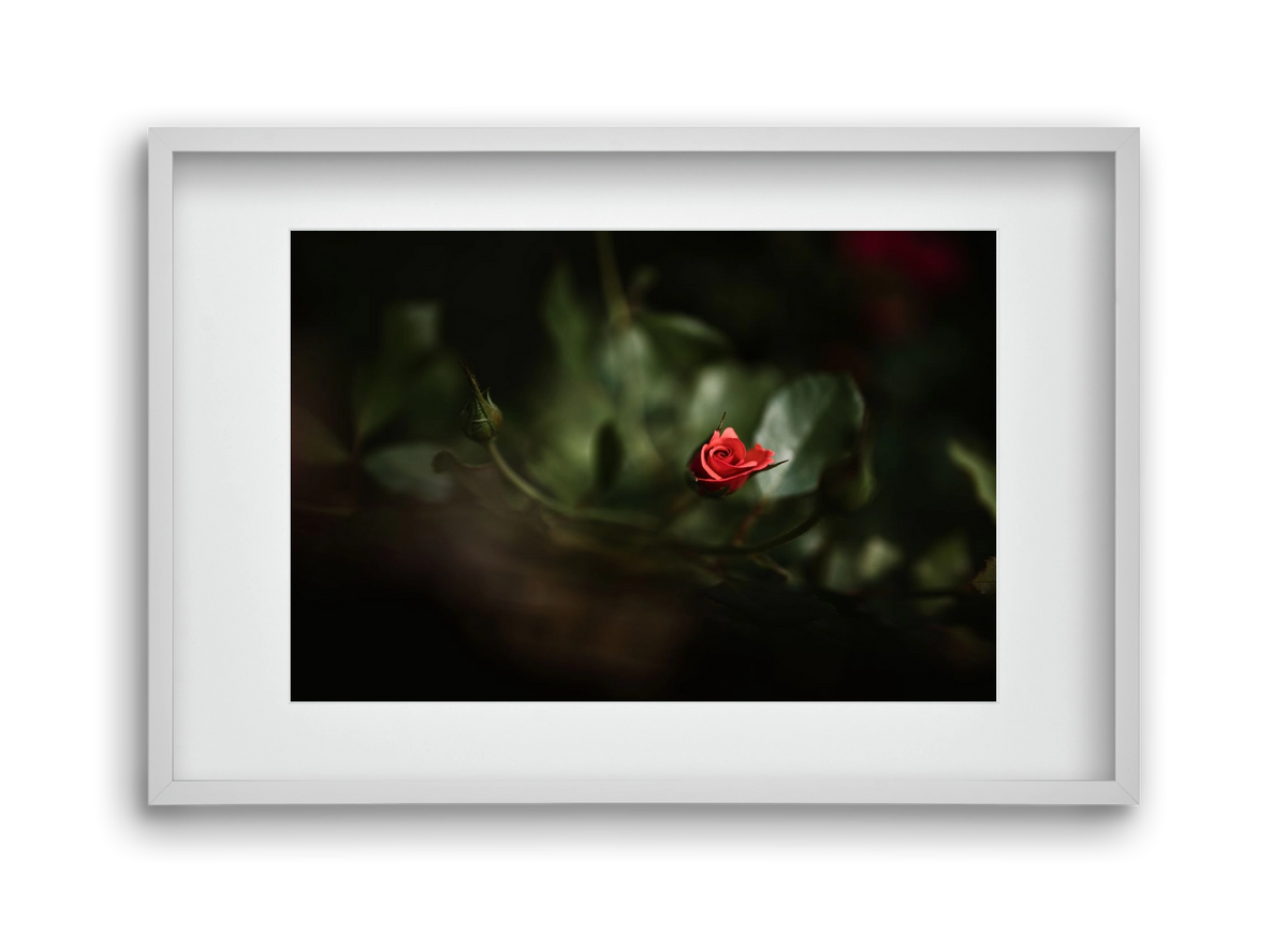 RISING, 45x30 cm (30x20 cm), Fehér keret, paszpartuval