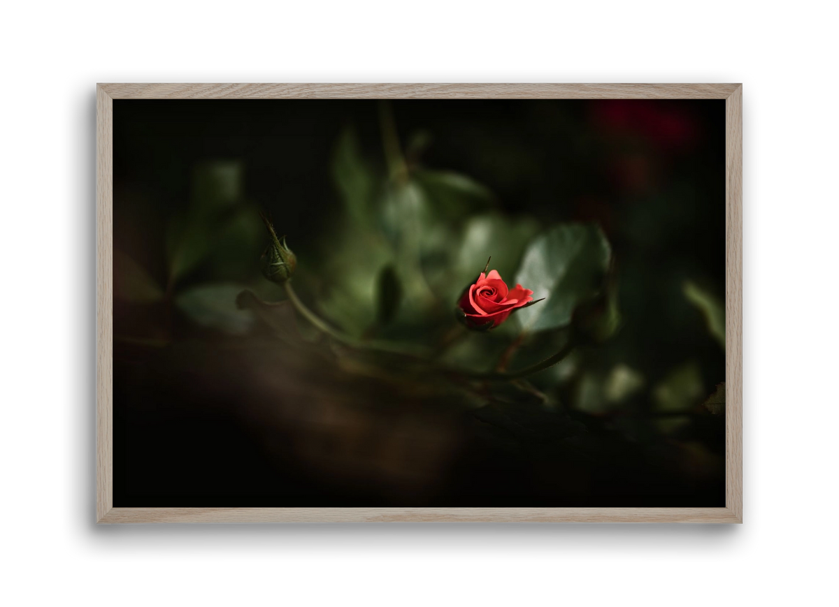 RISING, 45x30 cm (45x30 cm), Tölgy keret