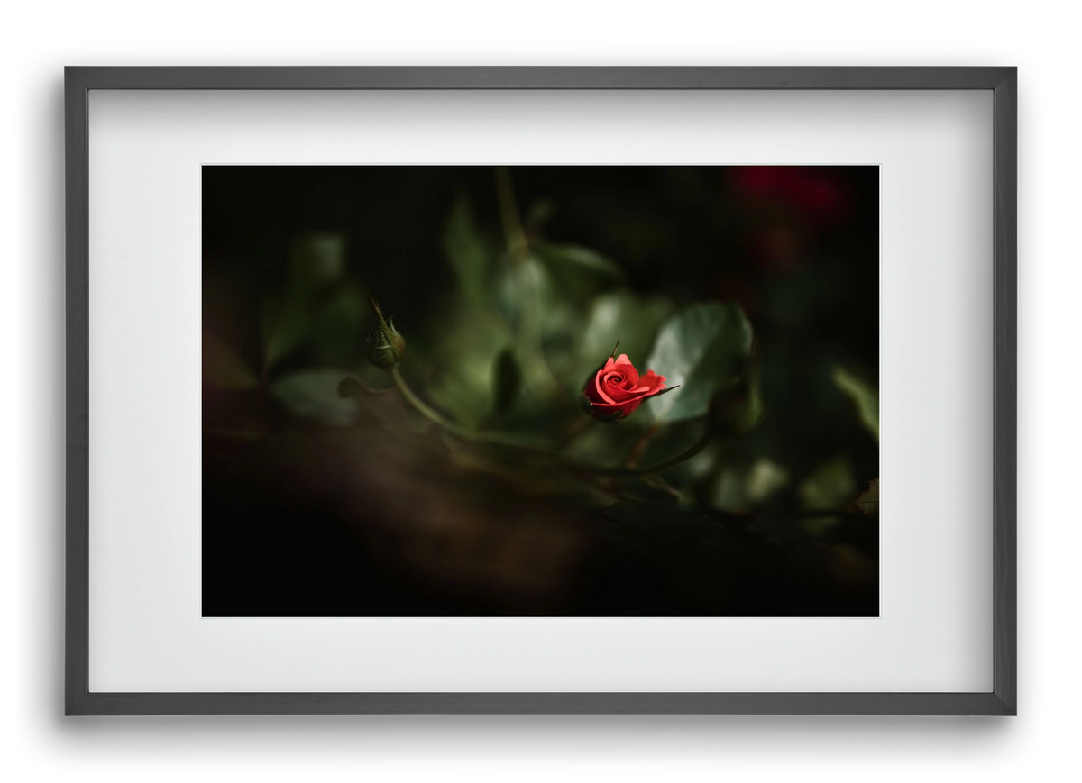 RISING, 60x40 cm (45x30 cm), Fekete keret, paszpartuval