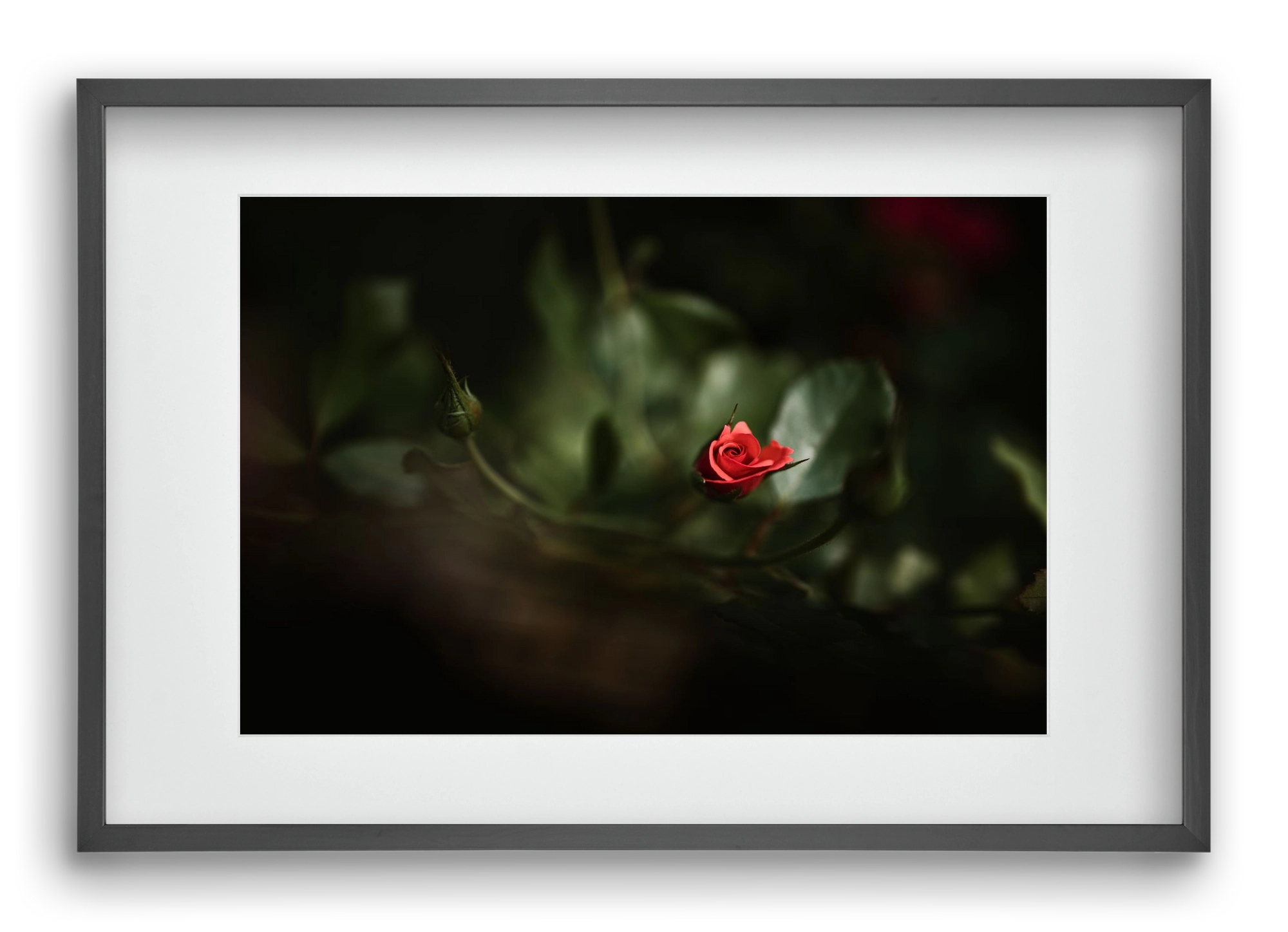 RISING, 60x40 cm (45x30 cm), Fekete keret, paszpartuval