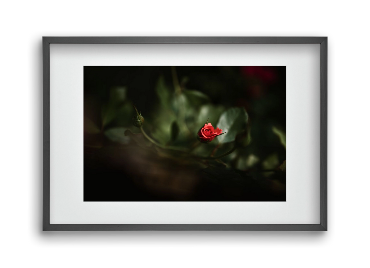RISING, 45x30 cm (30x20 cm), Fekete keret, paszpartuval