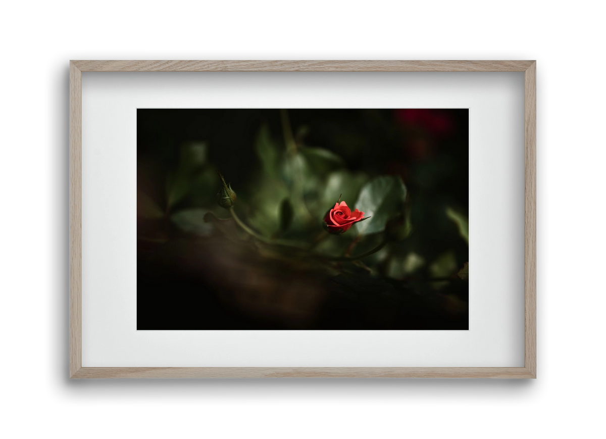 RISING, 45x30 cm (30x20 cm), Tölgy keret, paszpartuval