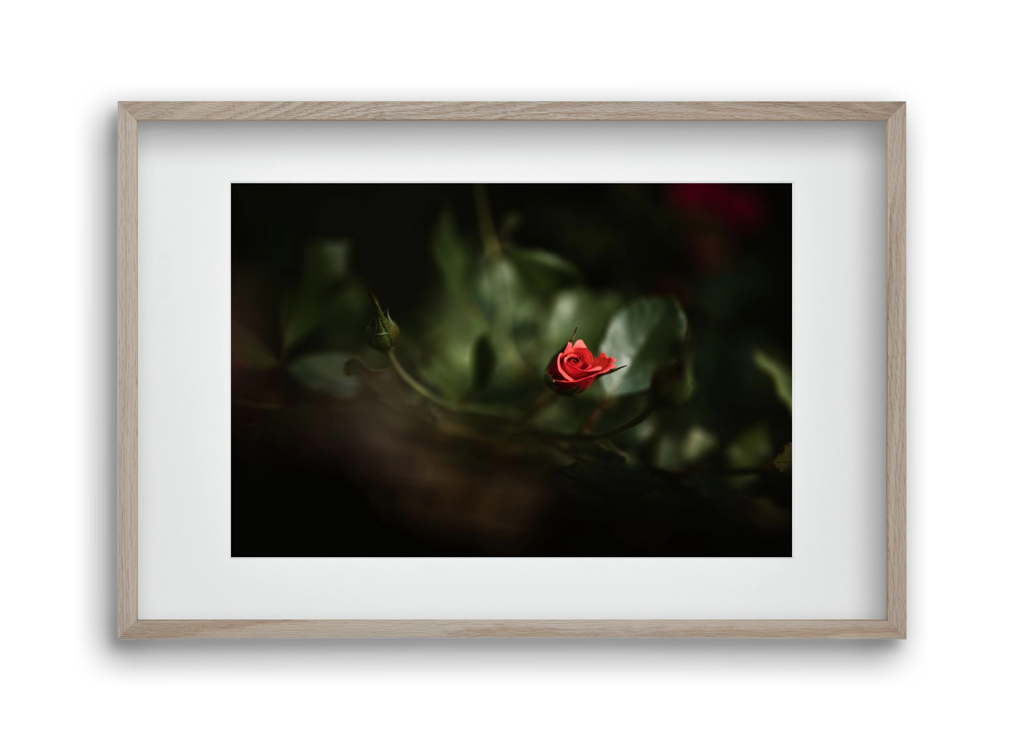 RISING, 45x30 cm (30x20 cm), Tölgy keret, paszpartuval