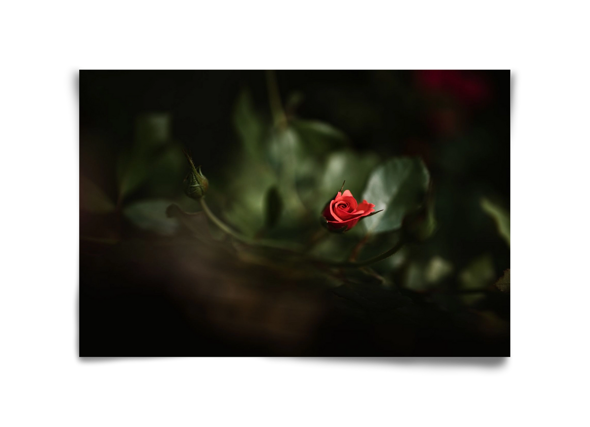 RISING, 45x30 cm, Keret nélkül