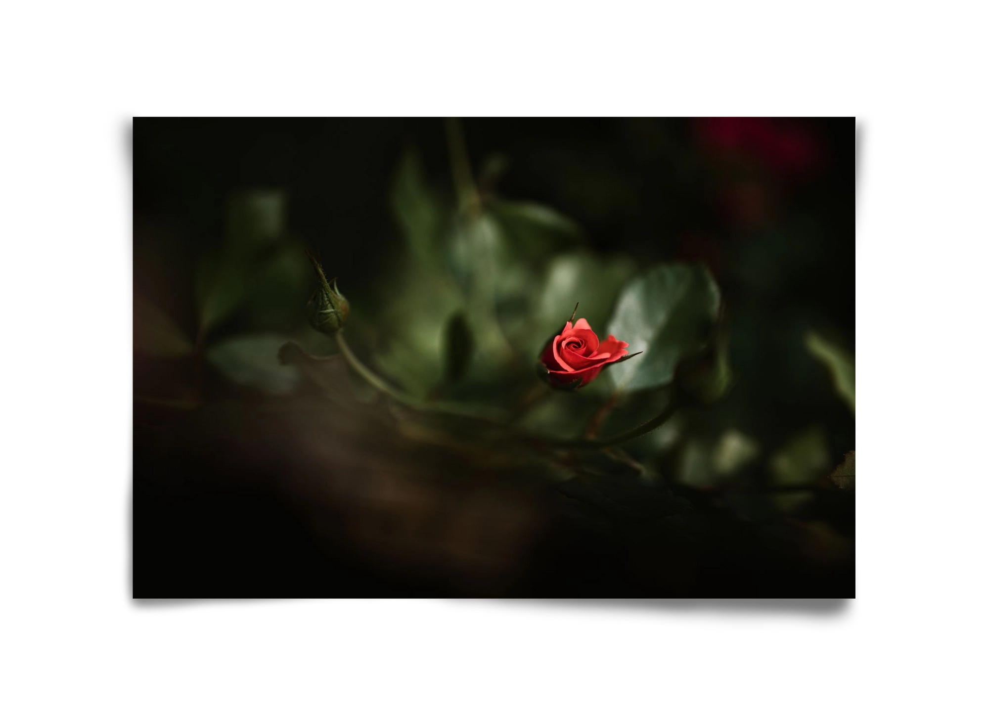 RISING, 45x30 cm, Keret nélkül