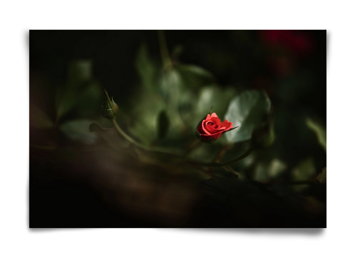 RISING, 60x40 cm, Keret nélkül