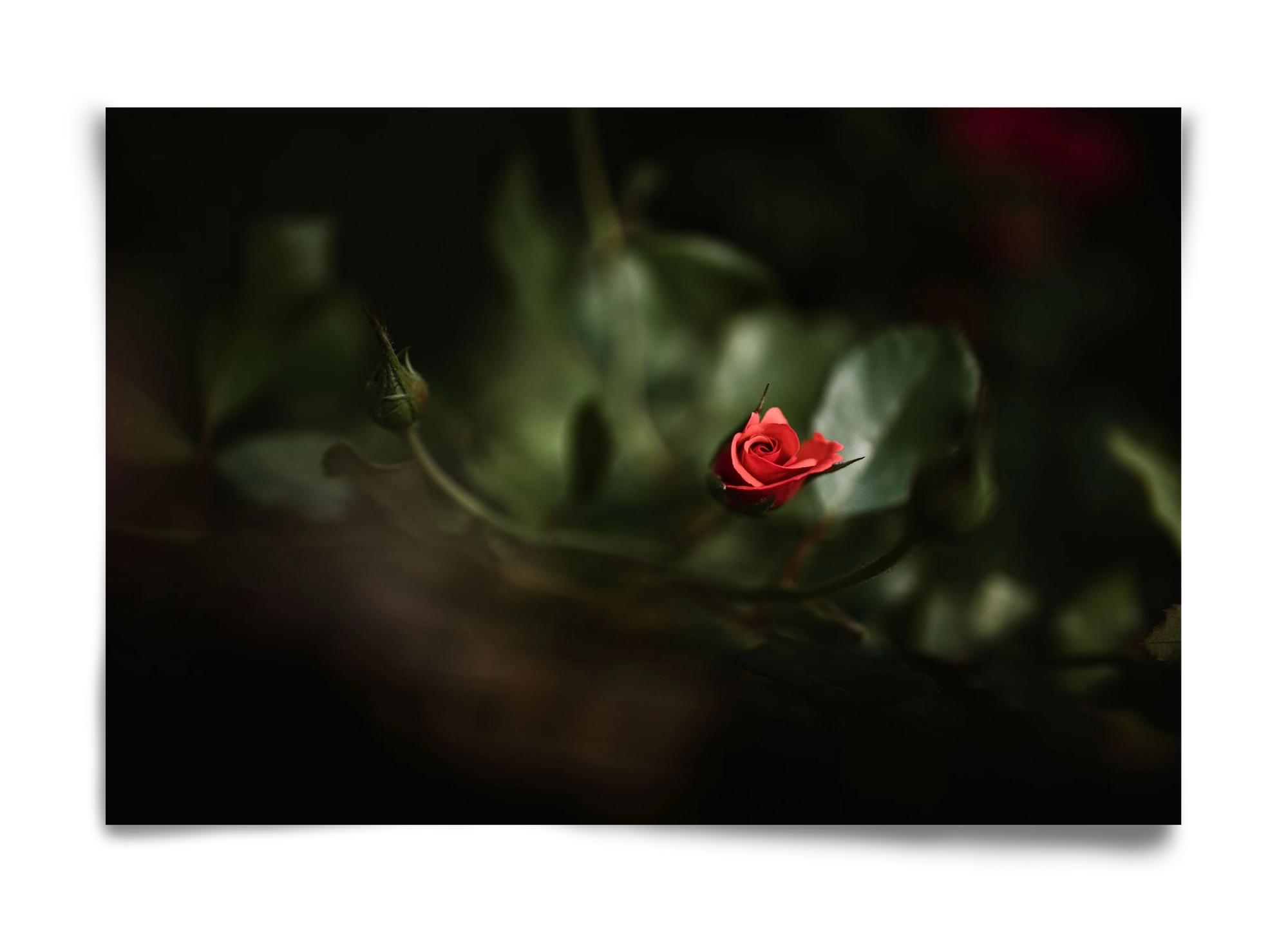 RISING, 60x40 cm, Keret nélkül