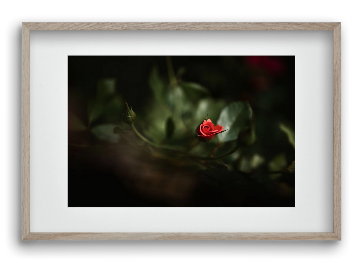 RISING, 60x40 cm (45x30 cm), Tölgy keret, paszpartuval