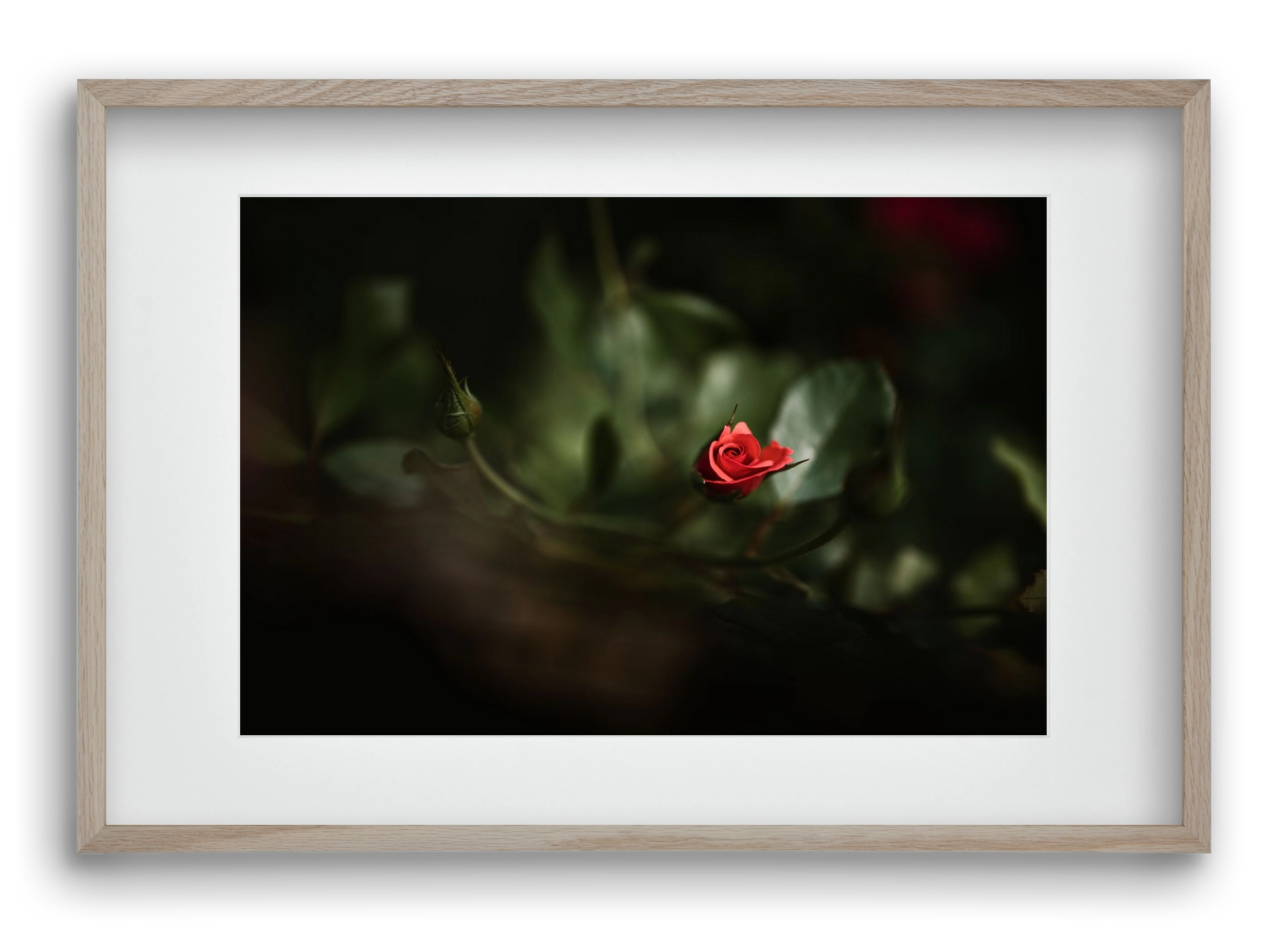 RISING, 60x40 cm (45x30 cm), Tölgy keret, paszpartuval