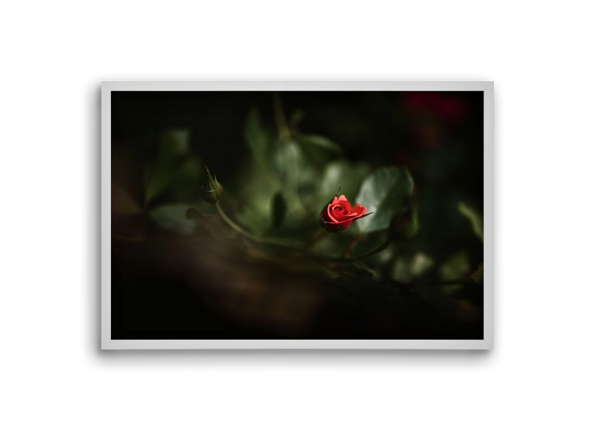 RISING, 30x20 cm (30x20 cm), Fehér keret