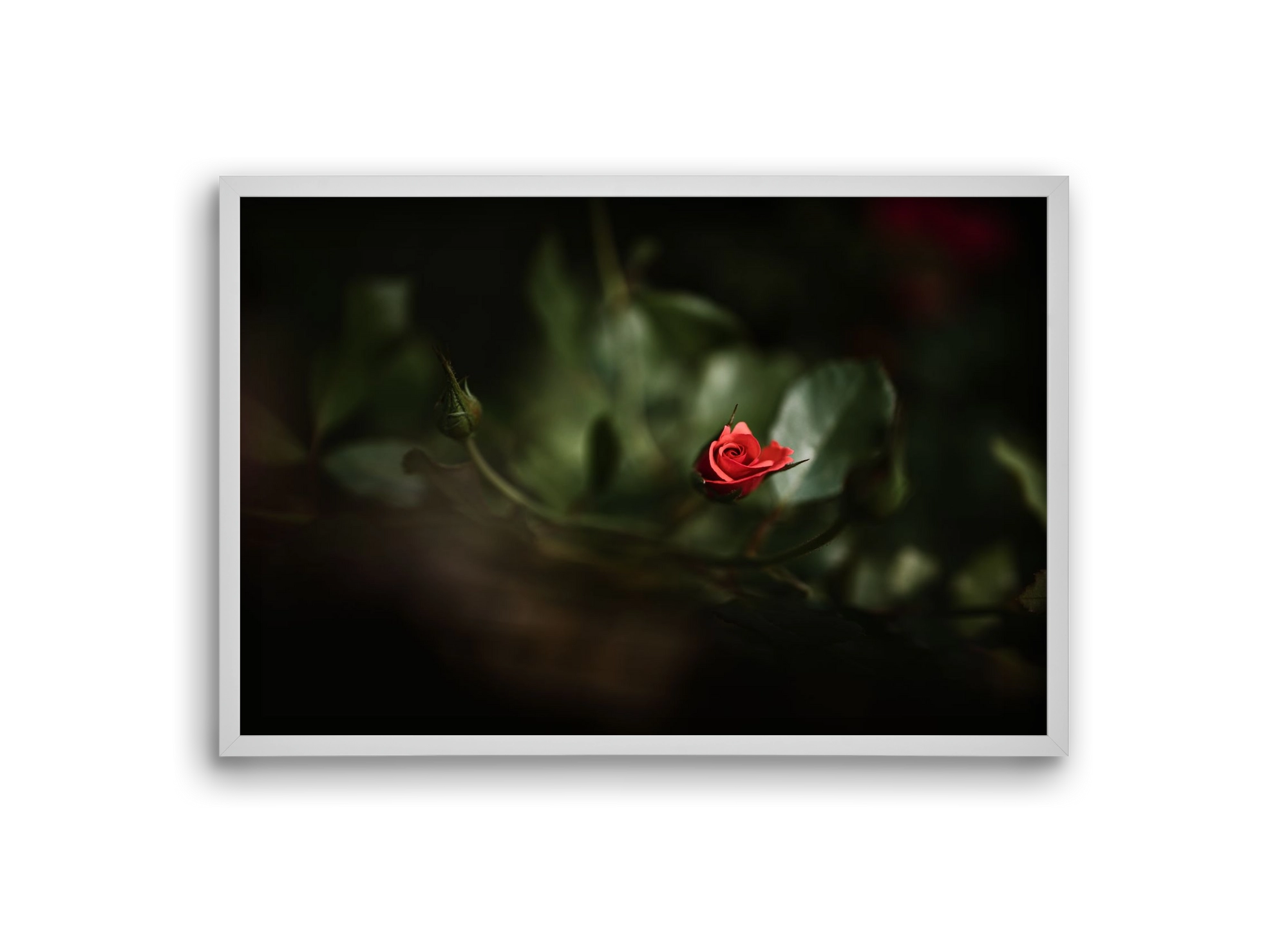 RISING, 30x20 cm (30x20 cm), Fehér keret