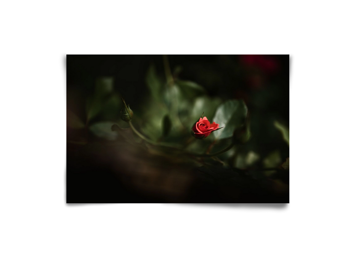 RISING, 30x20 cm, Keret nélkül