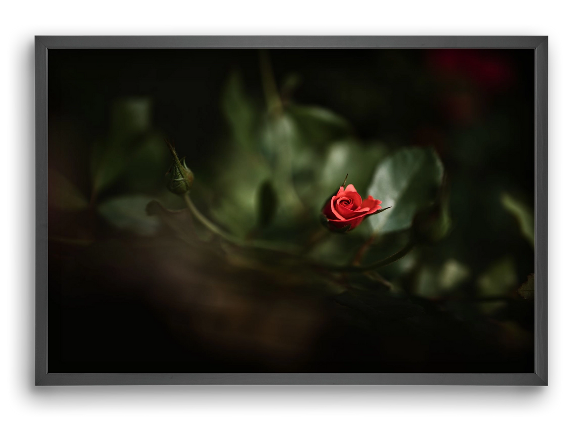 RISING, 60x40 cm (60x40 cm), Fekete keret