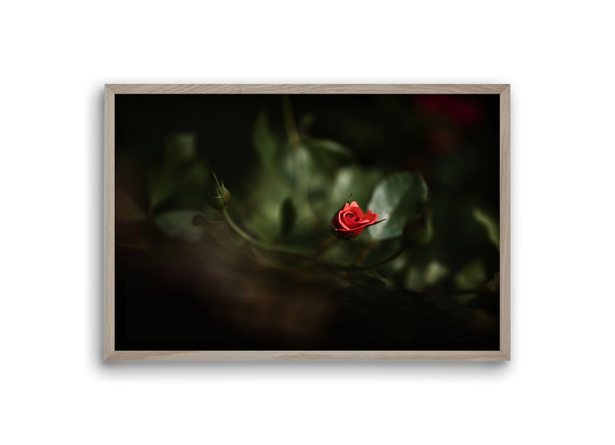 RISING, 30x20 cm (30x20 cm), Tölgy keret