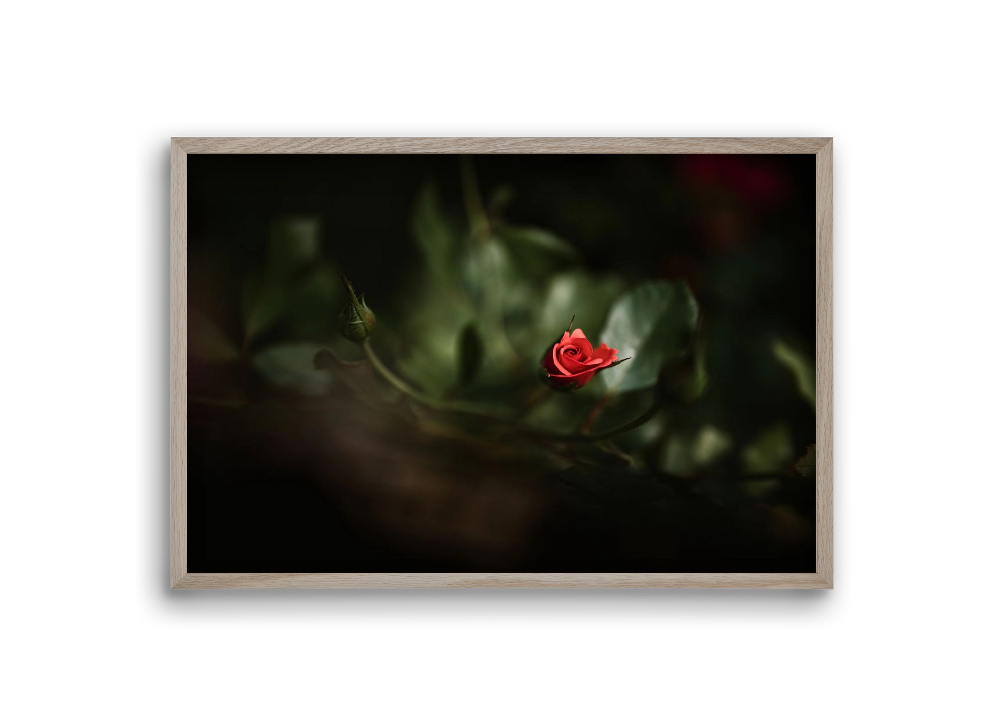 RISING, 30x20 cm (30x20 cm), Tölgy keret