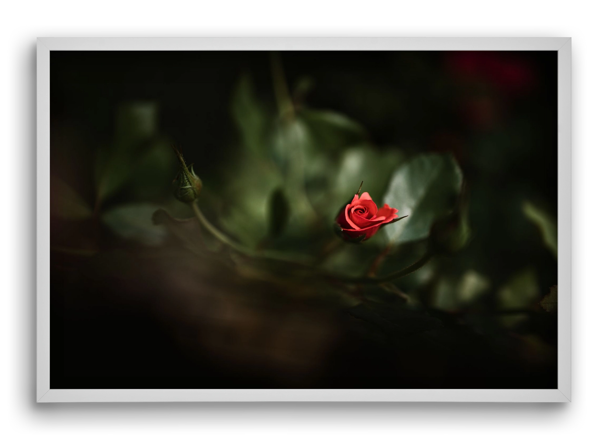 RISING, 60x40 cm (60x40 cm), Fehér keret