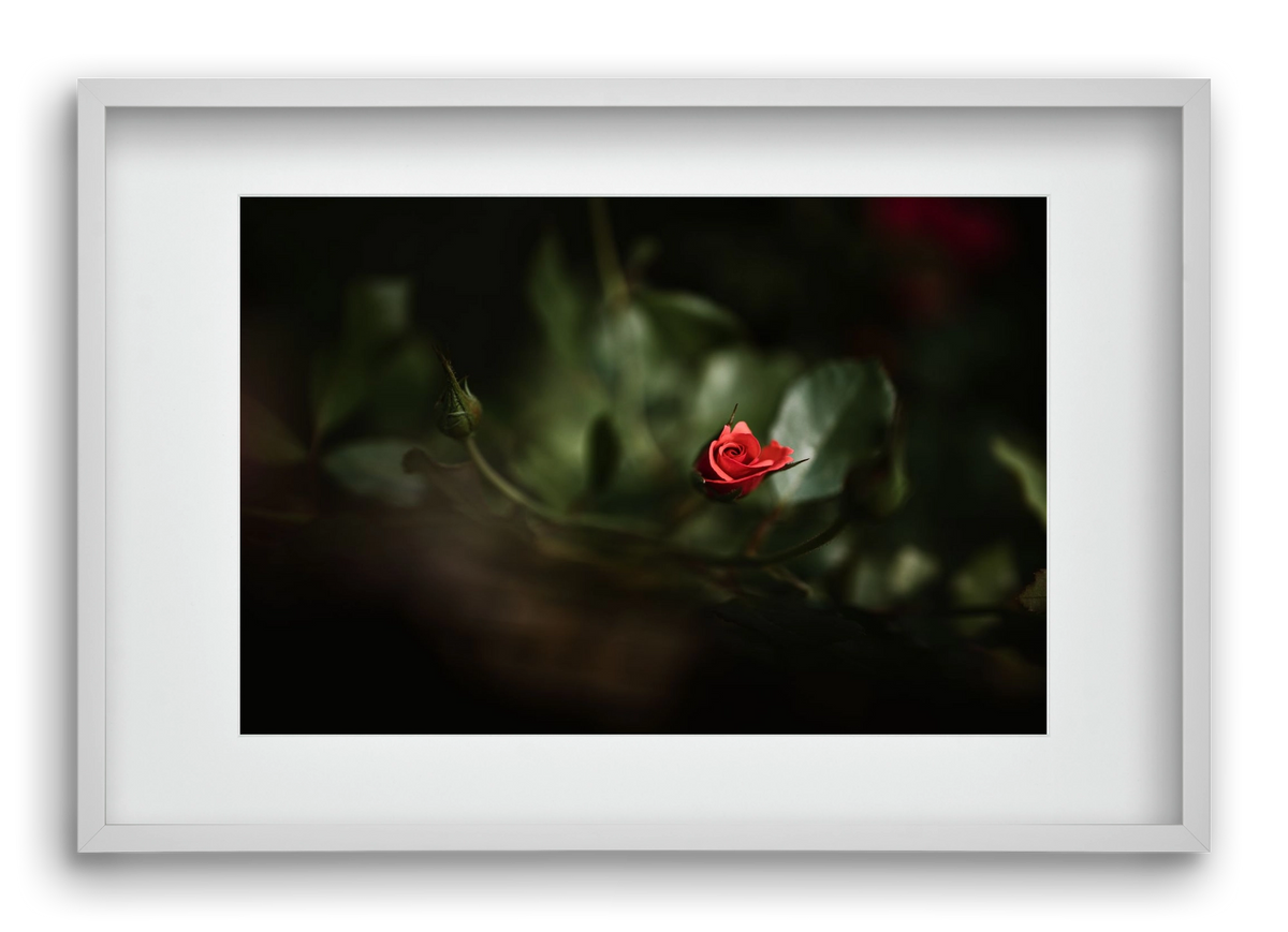 RISING, 60x40 cm (45x30 cm), Fehér keret, paszpartuval