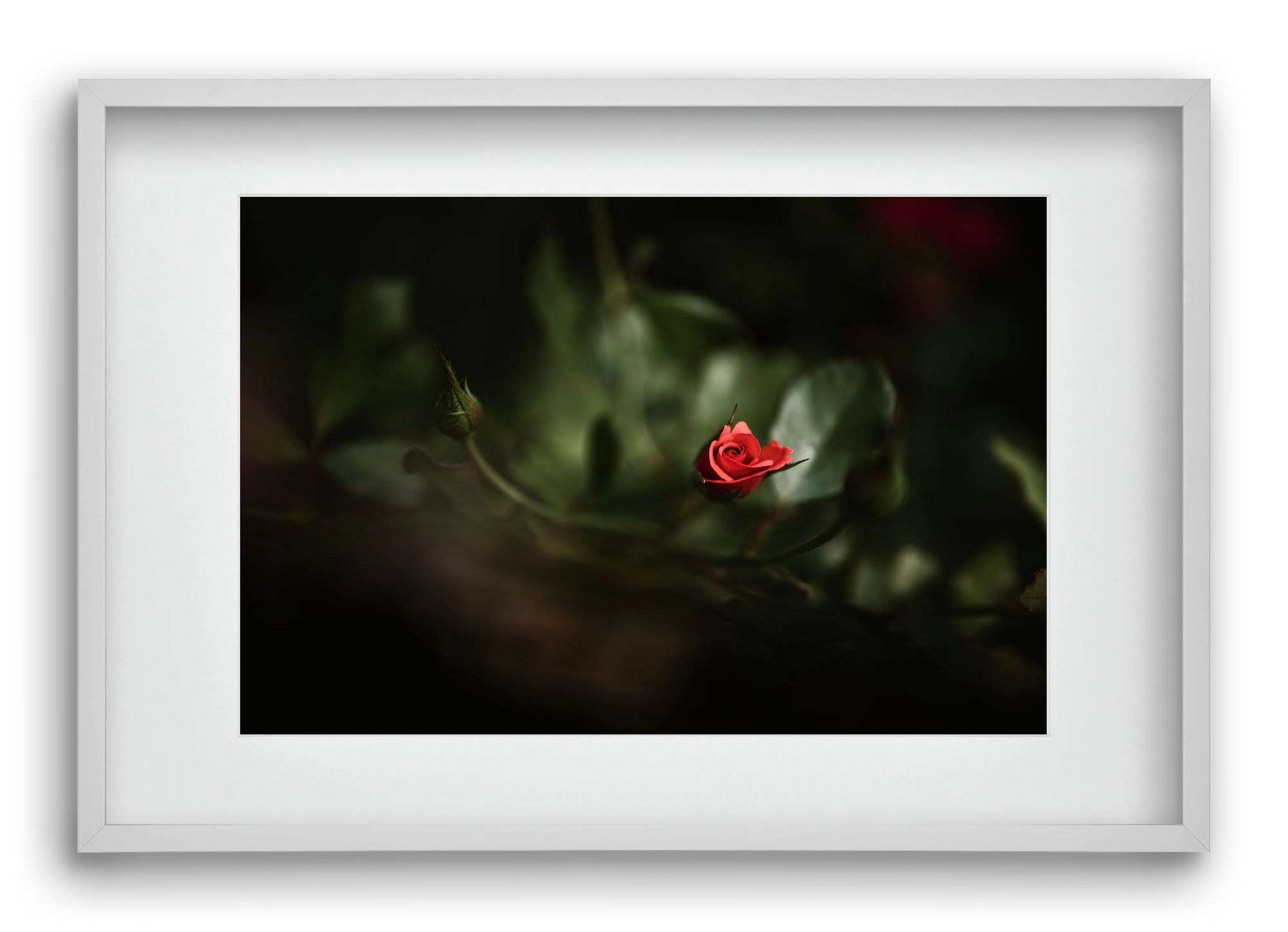 RISING, 60x40 cm (45x30 cm), Fehér keret, paszpartuval