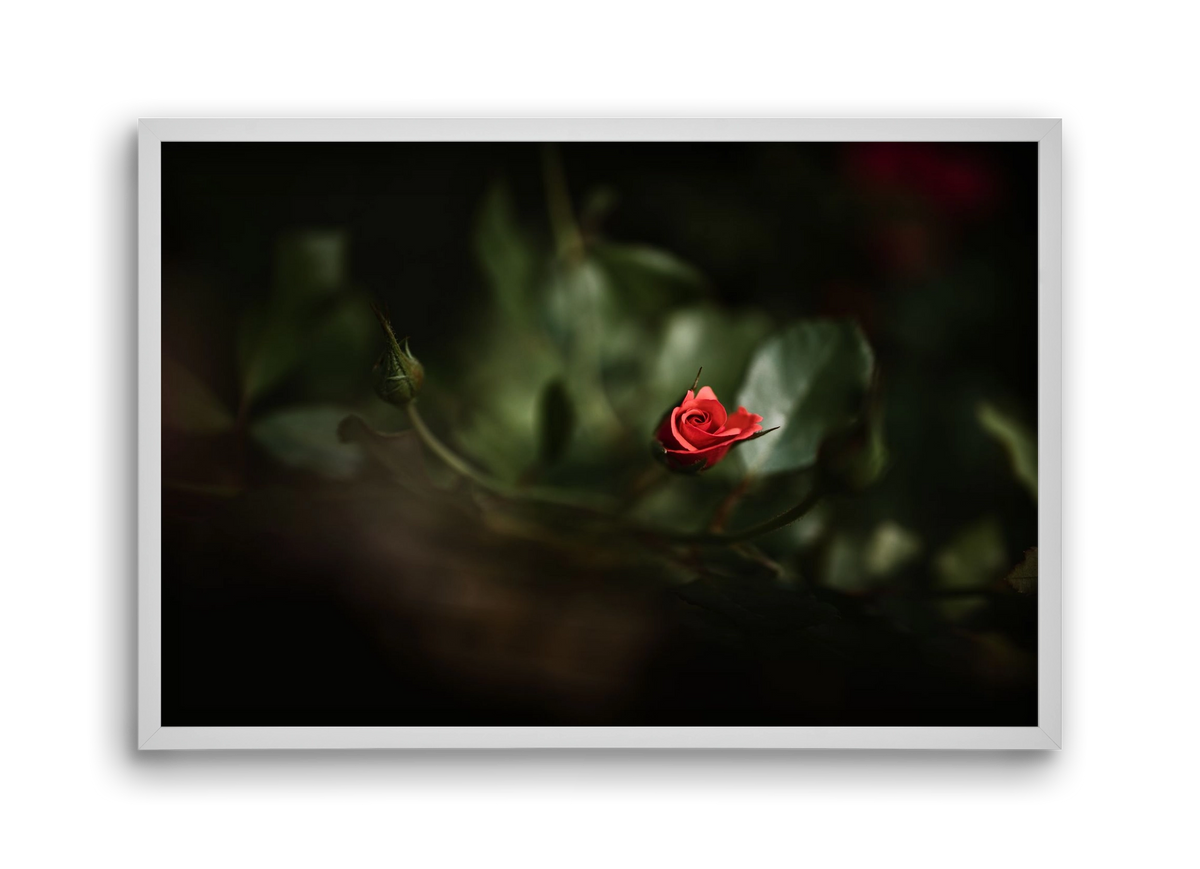 RISING, 45x30 cm (45x30 cm), Fehér keret