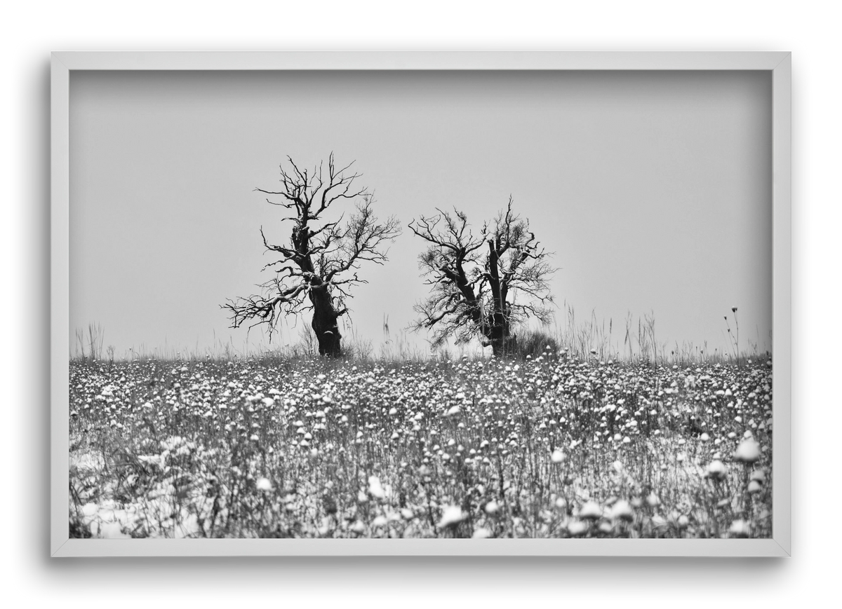 Old oak couple, 60x40 cm (60x40 cm), Fehér keret
