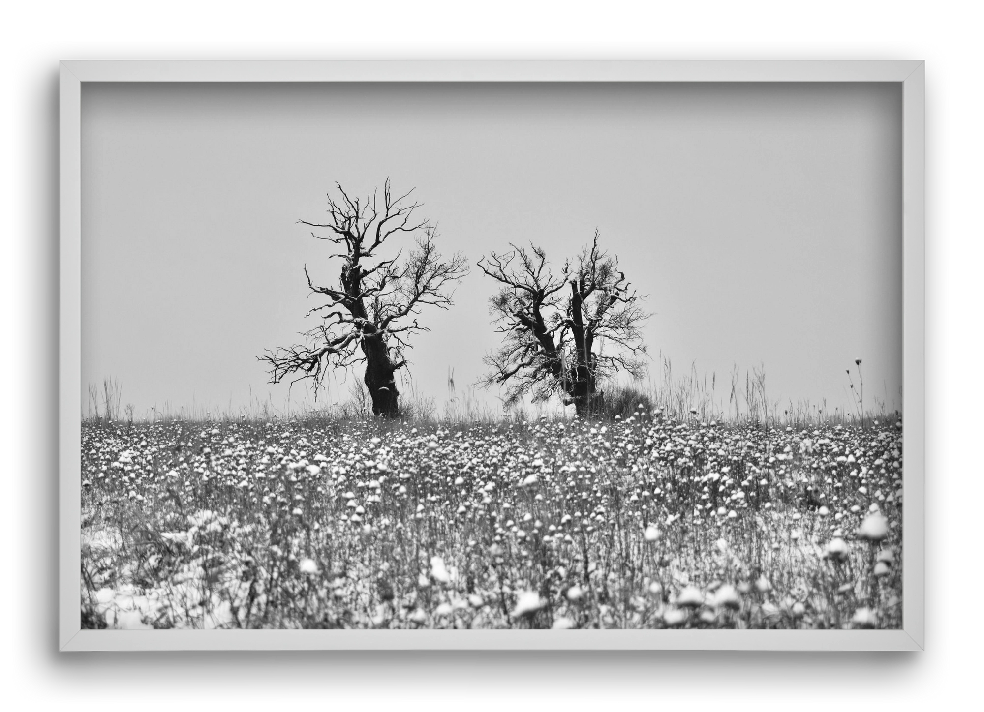 Old oak couple, 60x40 cm (60x40 cm), Fehér keret