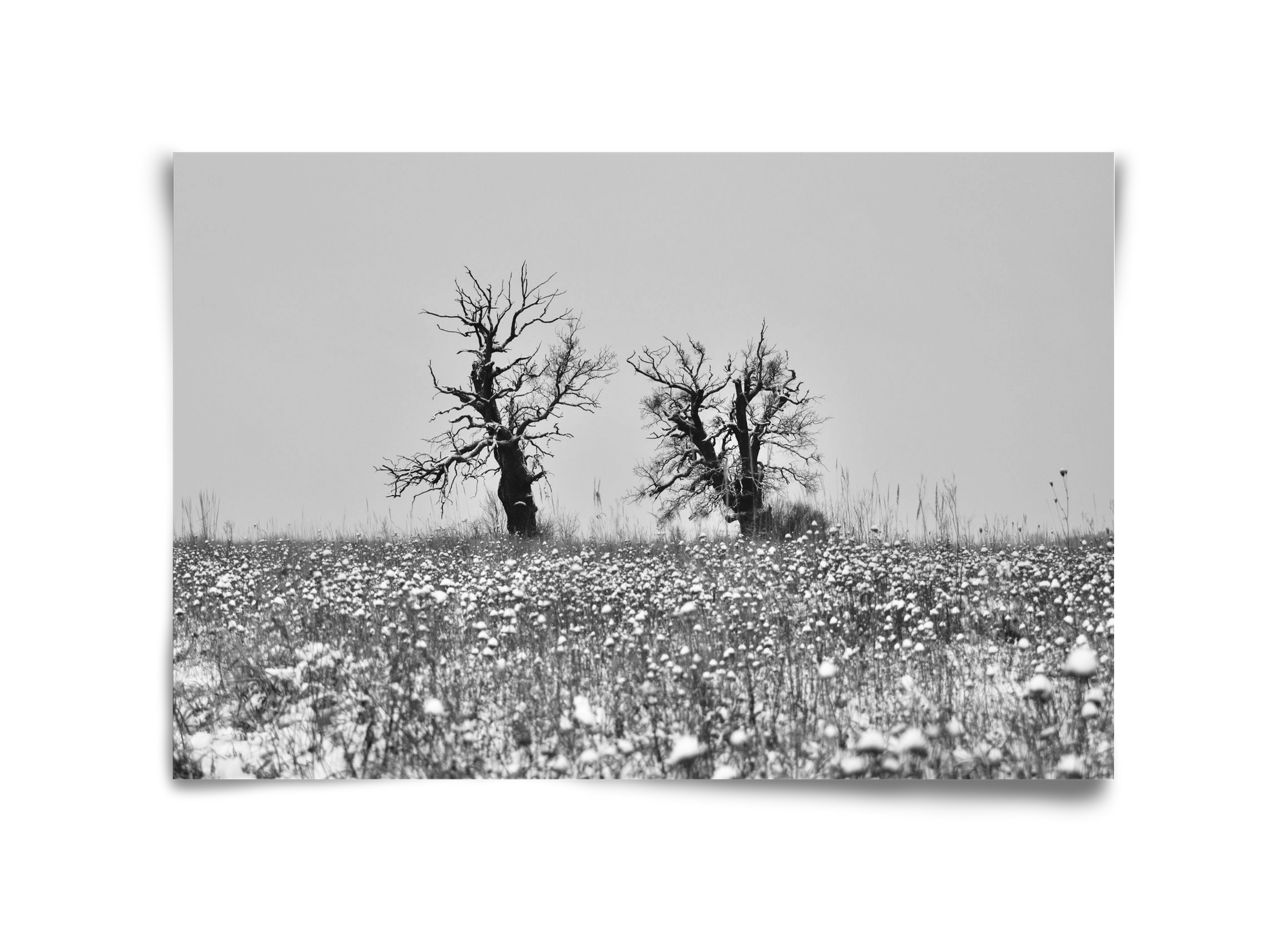Old oak couple, 45x30 cm, Keret nélkül