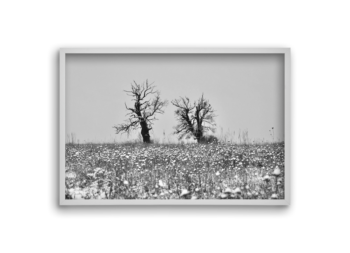 Old oak couple, 30x20 cm (30x20 cm), Fehér keret
