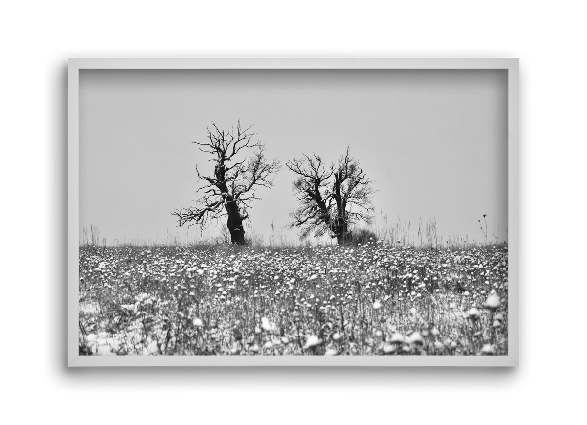 Old oak couple, 45x30 cm (45x30 cm), Fehér keret