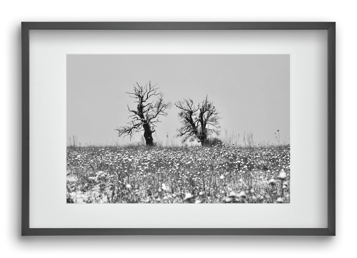 Old oak couple, 60x40 cm (45x30 cm), Fekete keret, paszpartuval