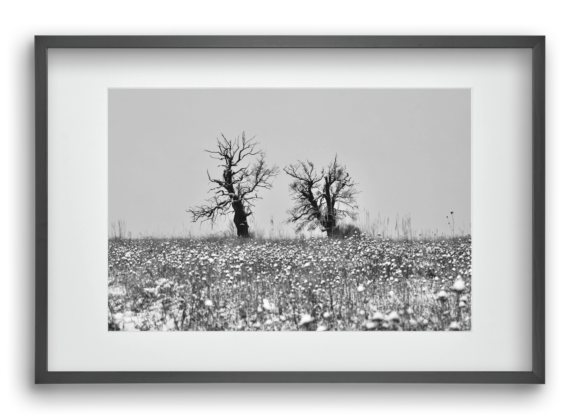 Old oak couple, 60x40 cm (45x30 cm), Fekete keret, paszpartuval