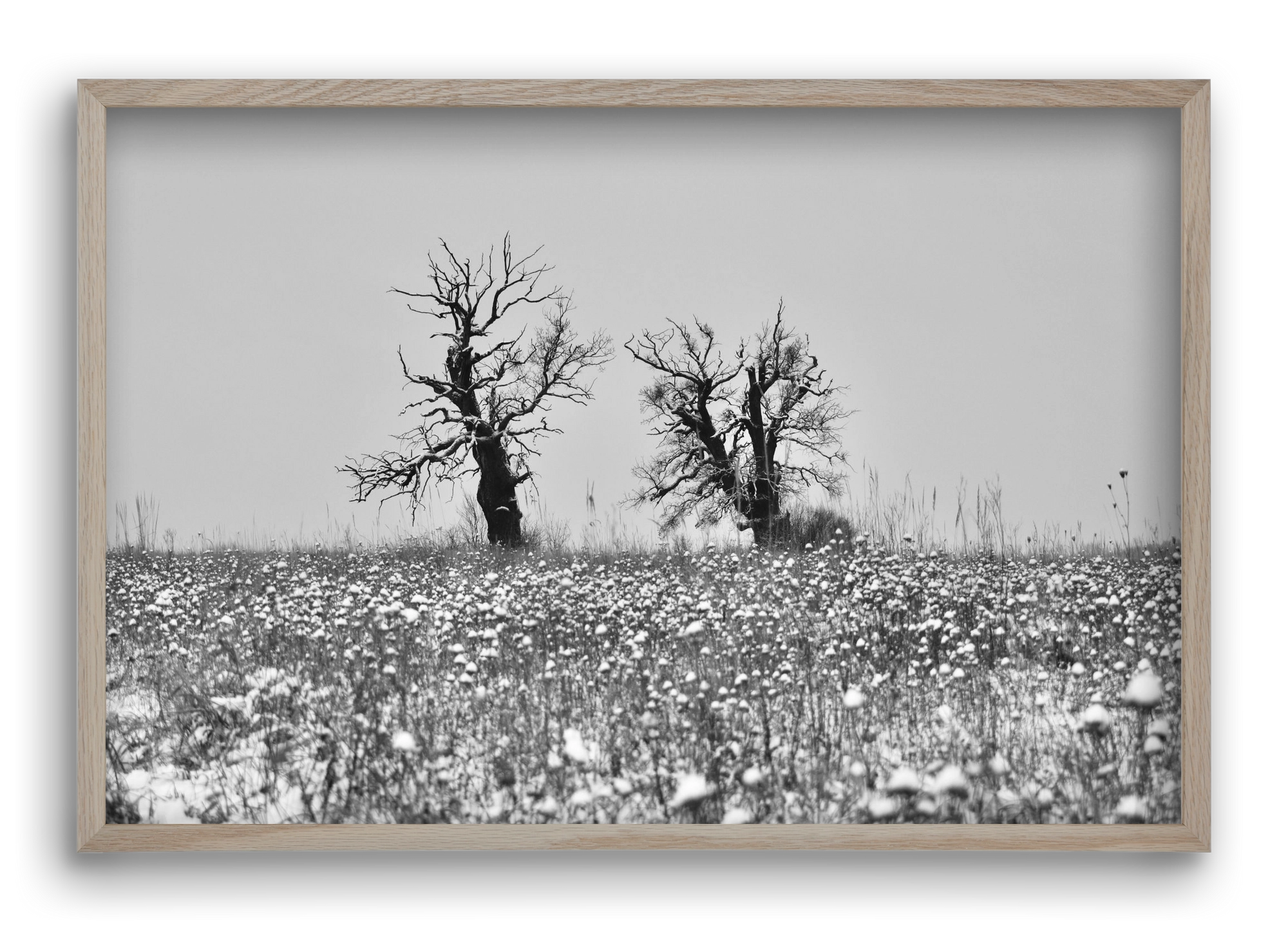 Old oak couple, 60x40 cm (60x40 cm), Tölgy keret