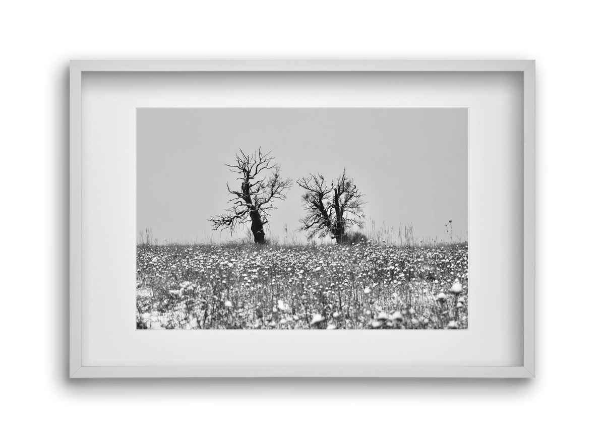 Old oak couple, 45x30 cm (30x20 cm), Fehér keret, paszpartuval