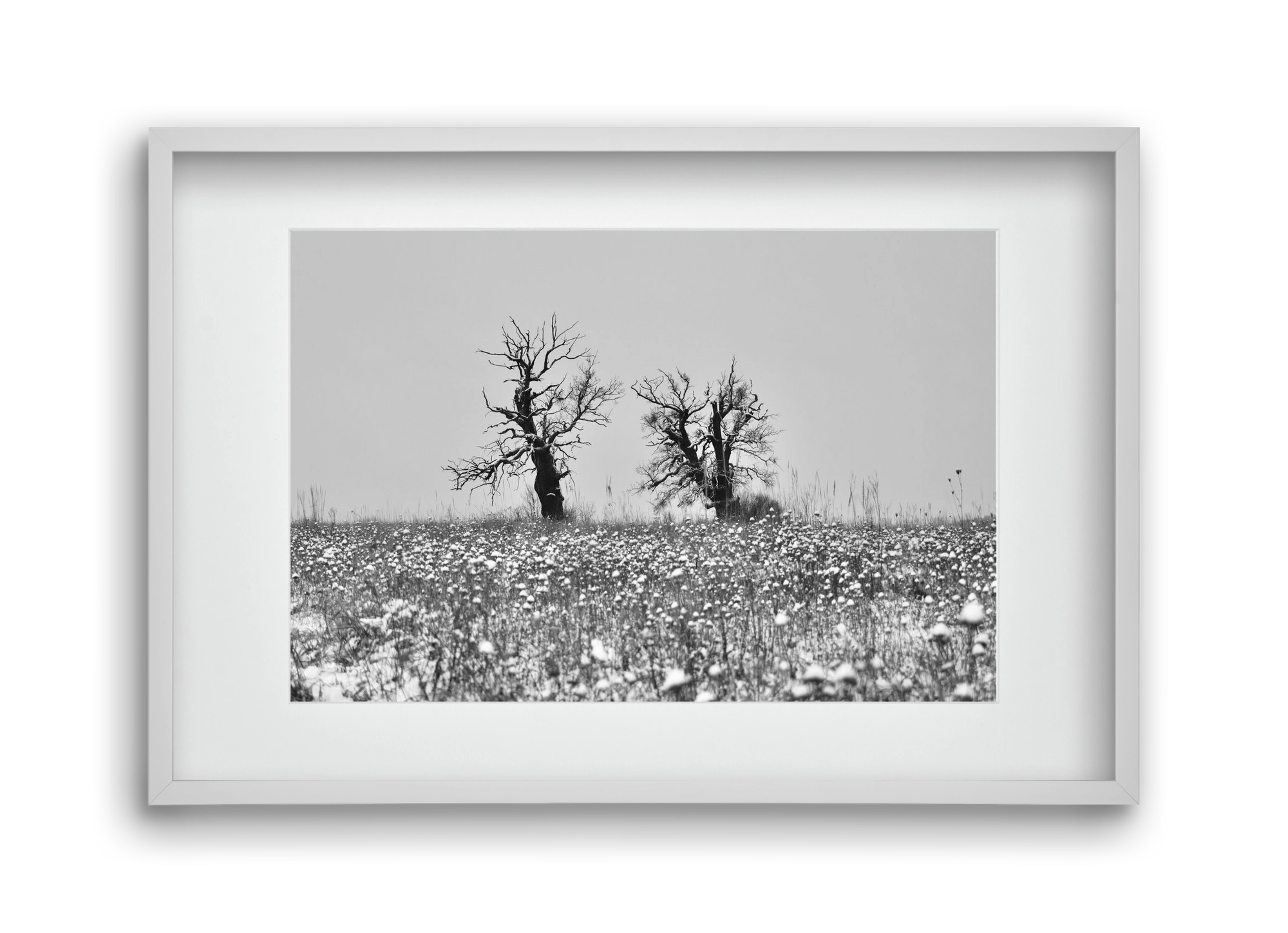 Old oak couple, 45x30 cm (30x20 cm), Fehér keret, paszpartuval